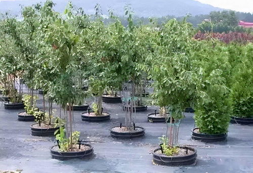 园林景观绿化施工必懂 喷泉设计核心要素解析